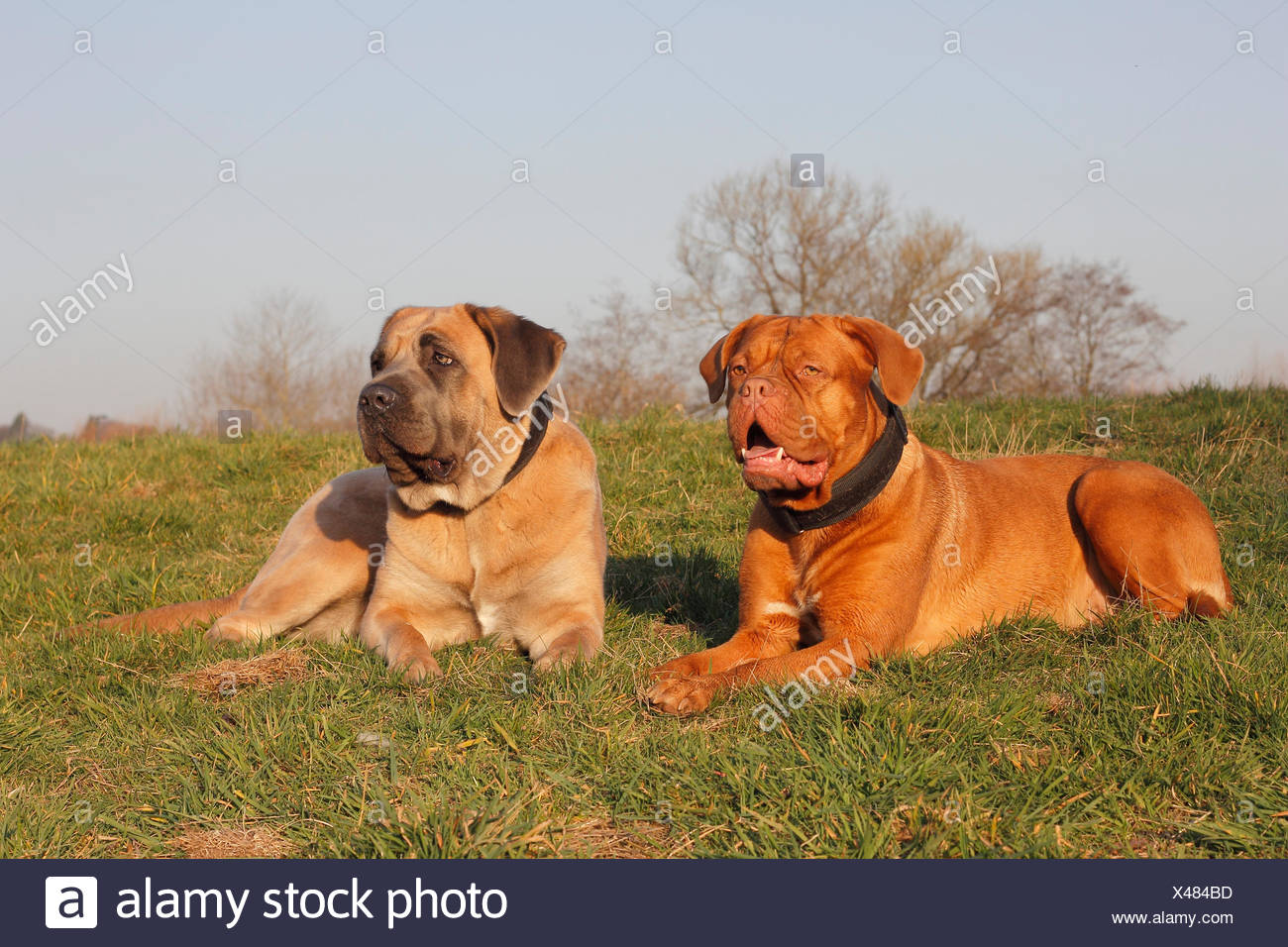 cane corso dogue de bordeaux