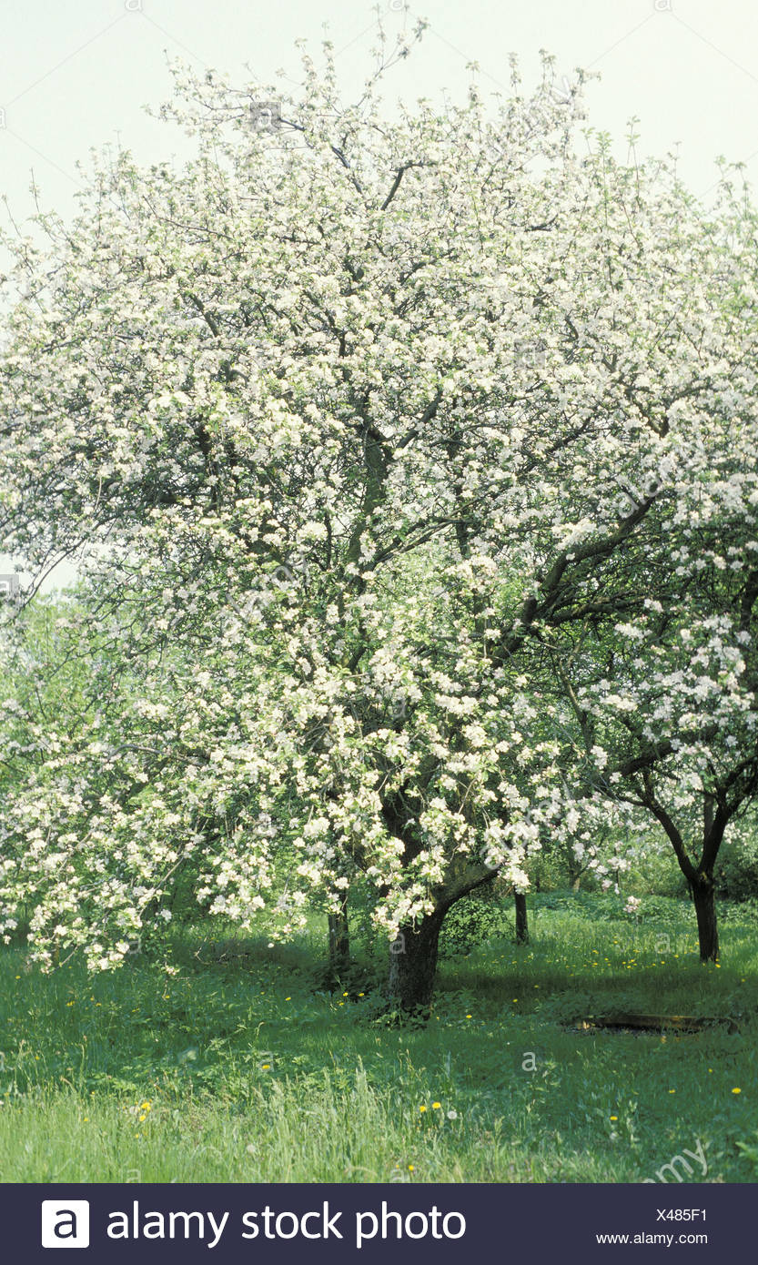 Apfelbaum Pflanzen Stock Photos Apfelbaum Pflanzen Stock Images