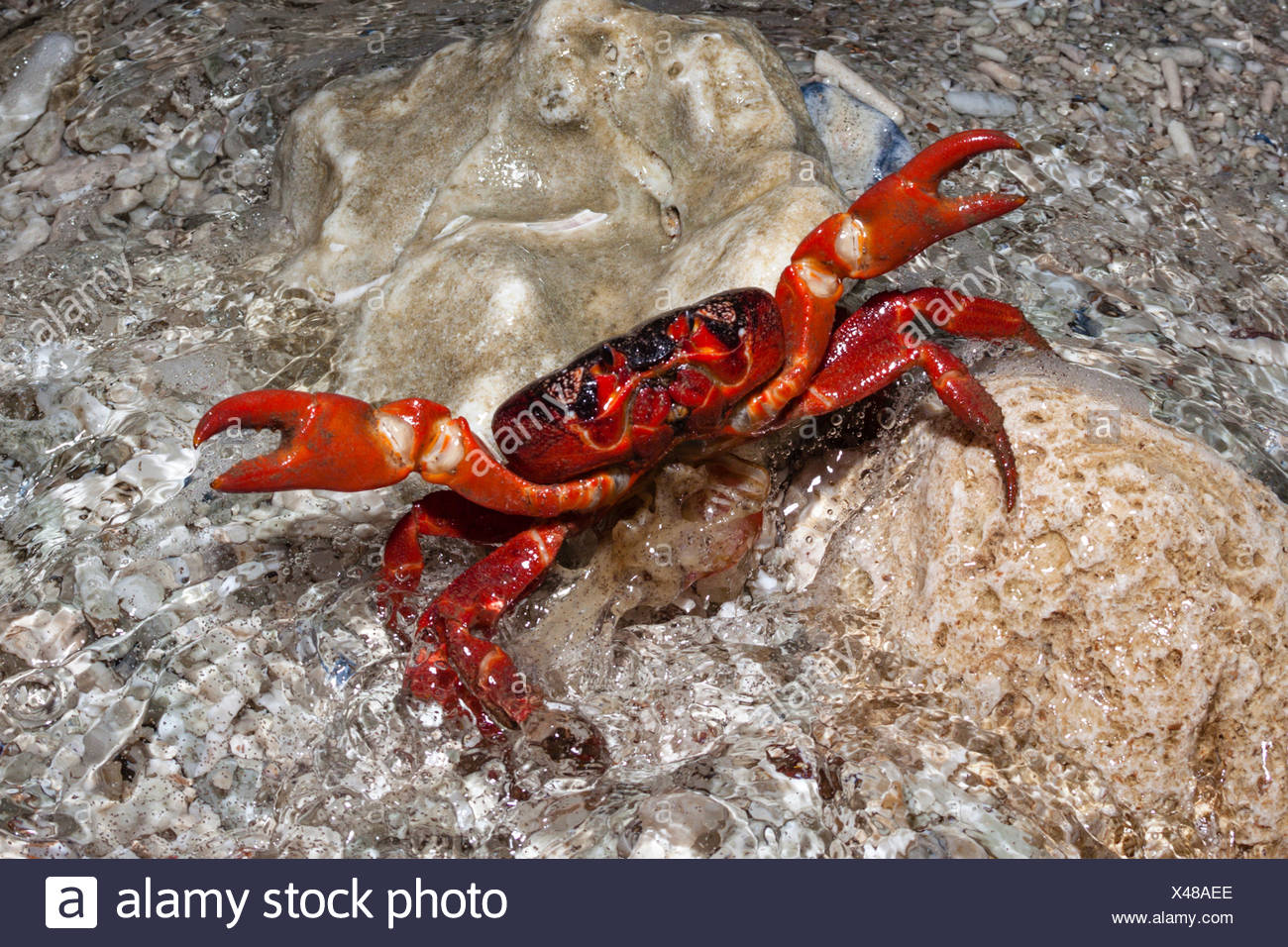 Christmas Island Red Crab Release Eggs Into Ocean Stock Photos