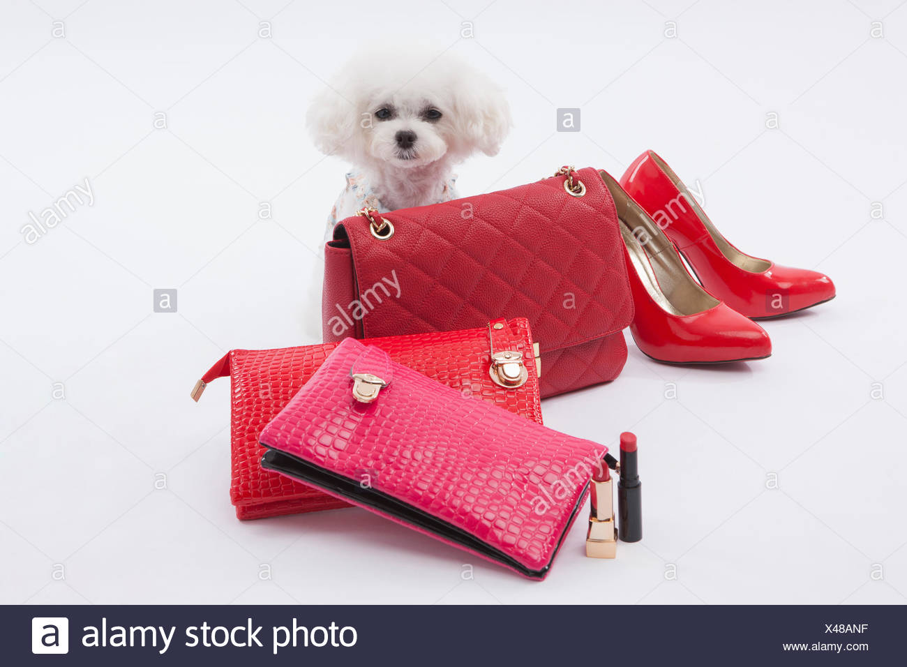 bichon frise accessories
