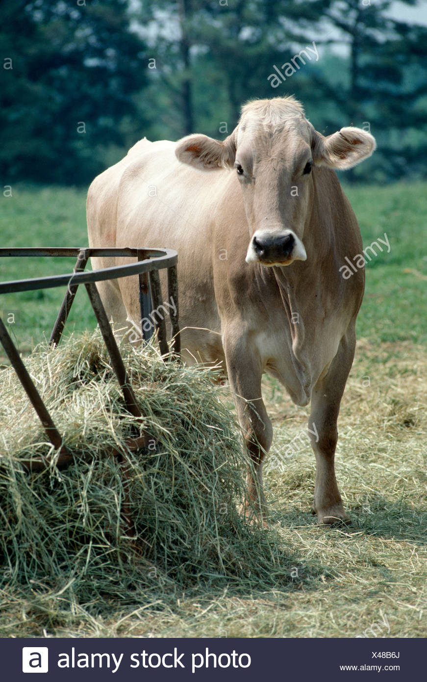 Hay Feeder Stock Photos Hay Feeder Stock Images Alamy