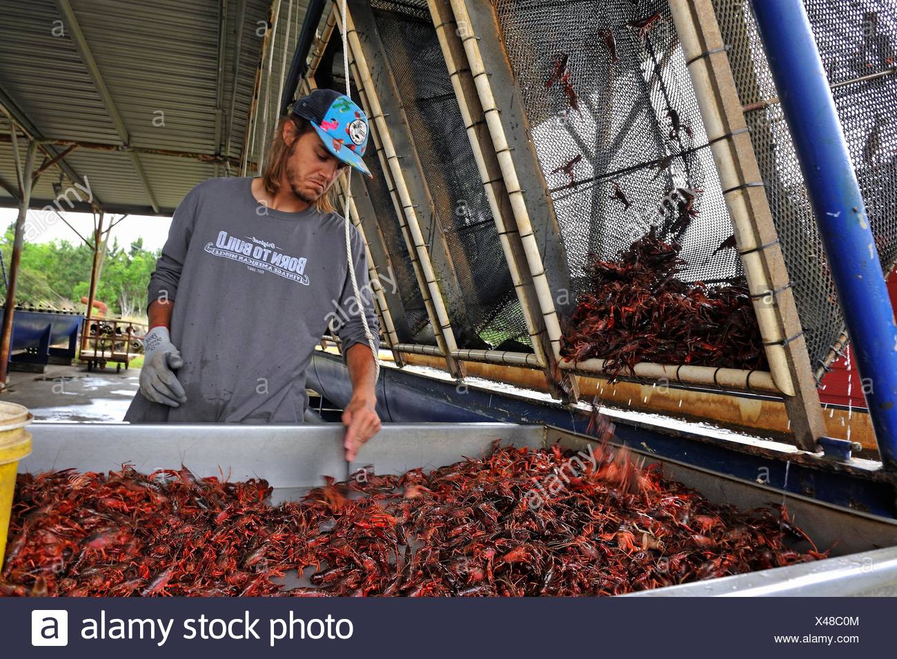 Crayfish Of North America Stock Photos & Crayfish Of North America ...