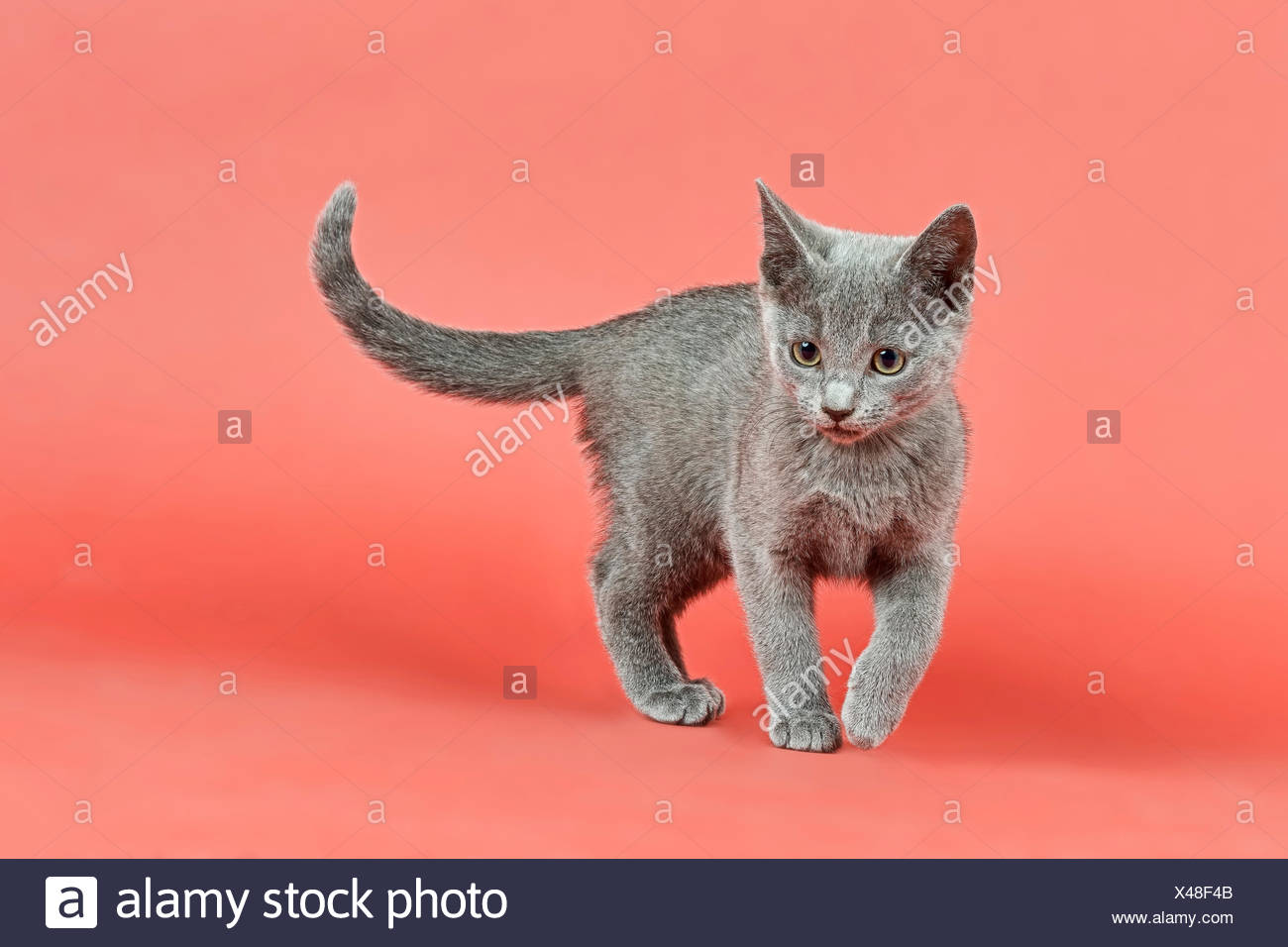 Russian Blue Kitten 12 Weeks Stock Photo 278012011 Alamy