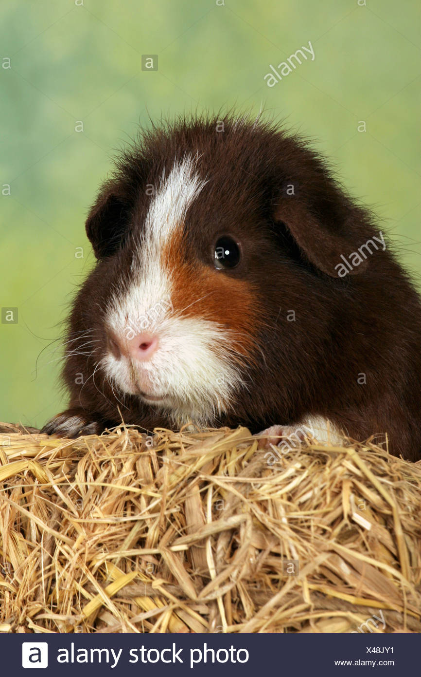 us teddy guinea pig