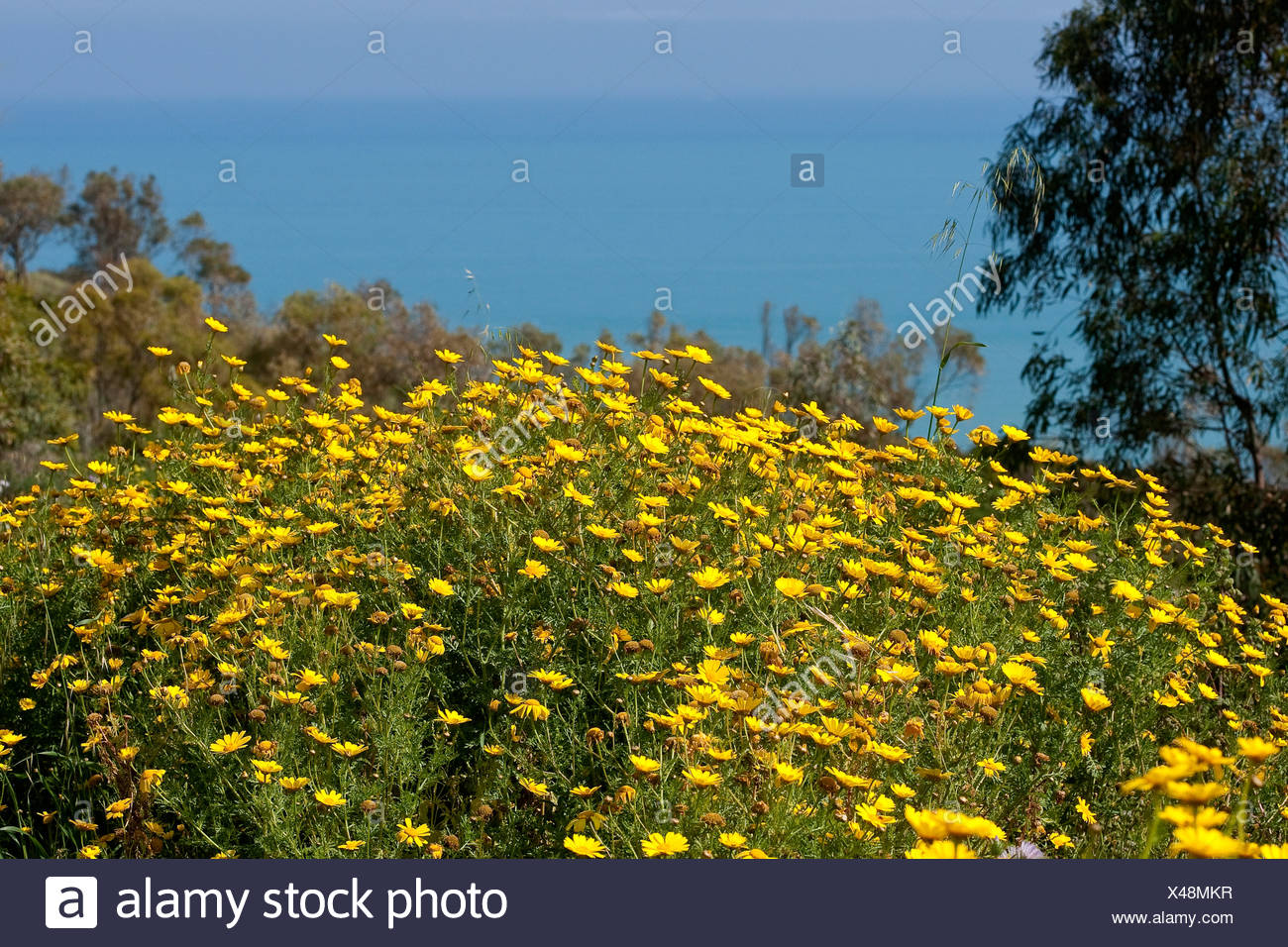 Chrysanthemum Edible Stock Photos & Chrysanthemum Edible Stock Images