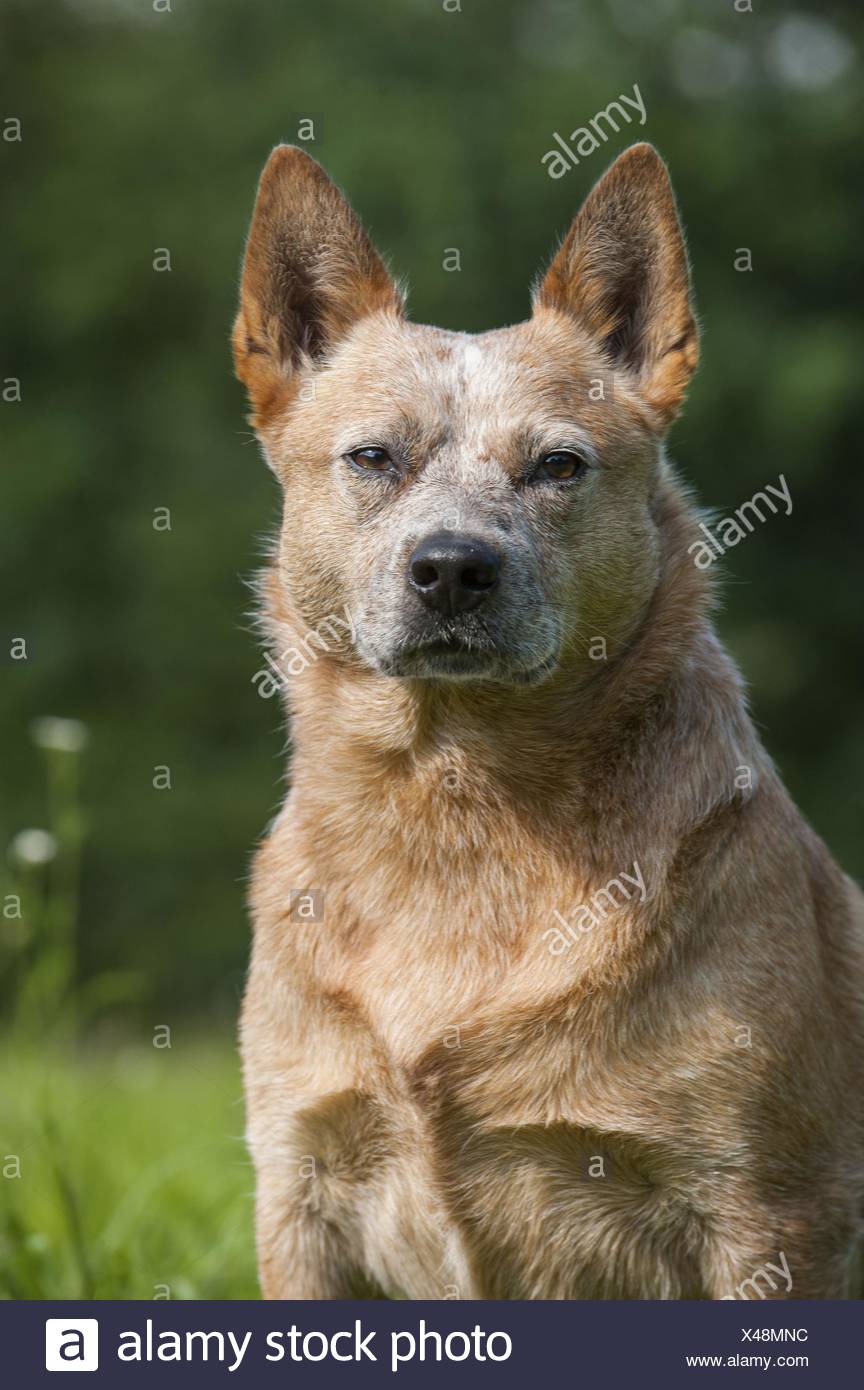 Australian Short Haired Red Stock Photos Australian Short Haired