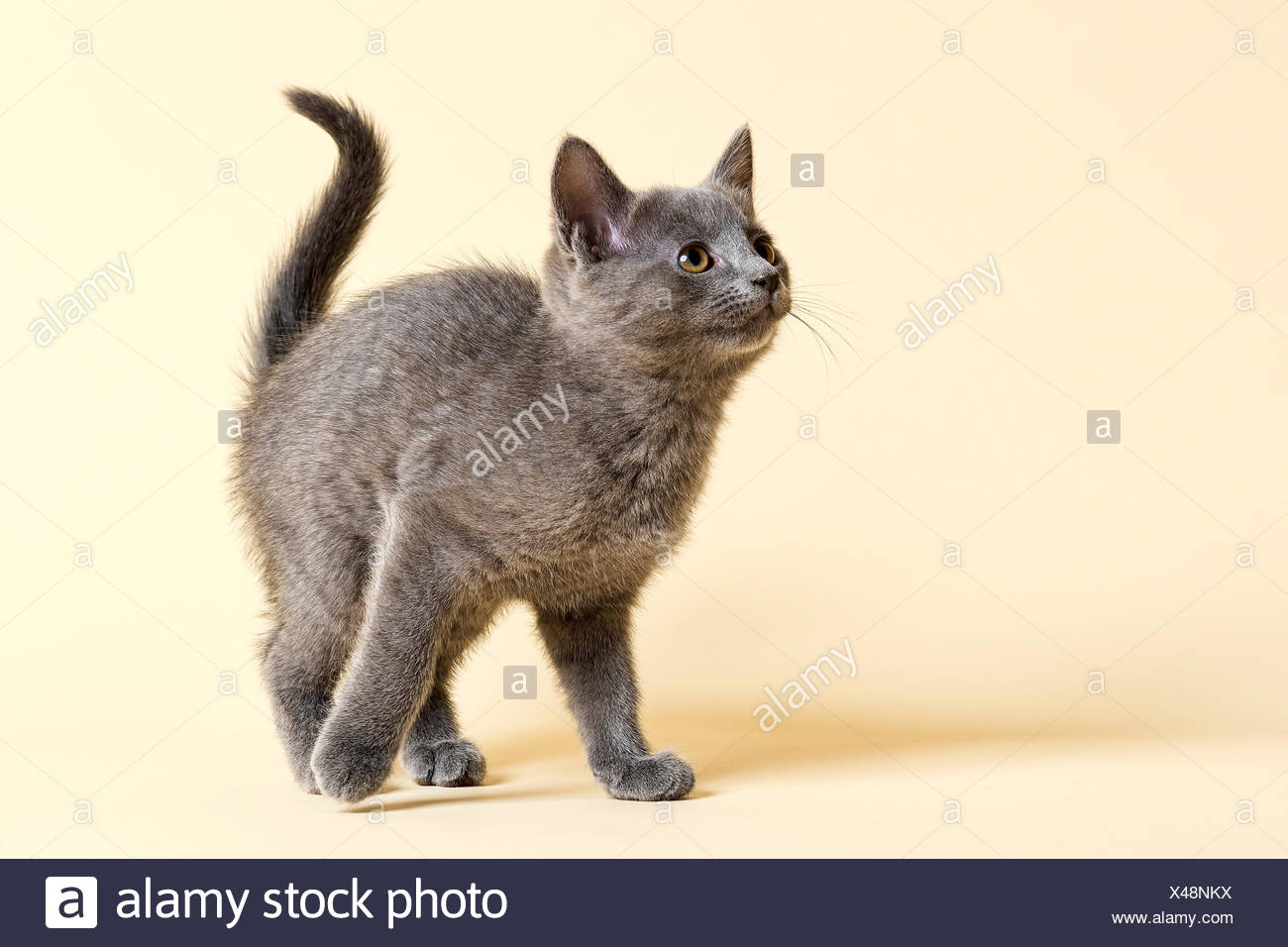 Purebred Cat Russian Blue Kitten 9 Weeks Stock Photo 278017150