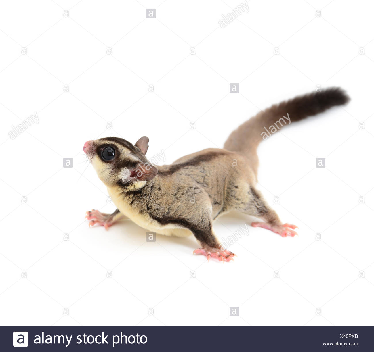 Sugar Glider Flying High Resolution Stock Photography and Images - Alamy