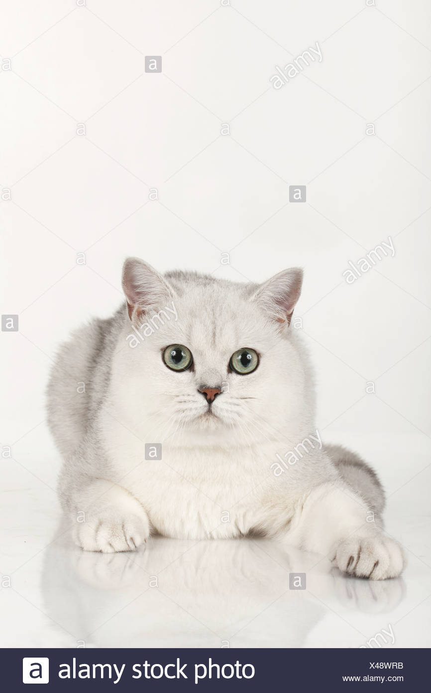 Exotic Shorthair Cat Isolated On White Stock Photo 278020383 Alamy