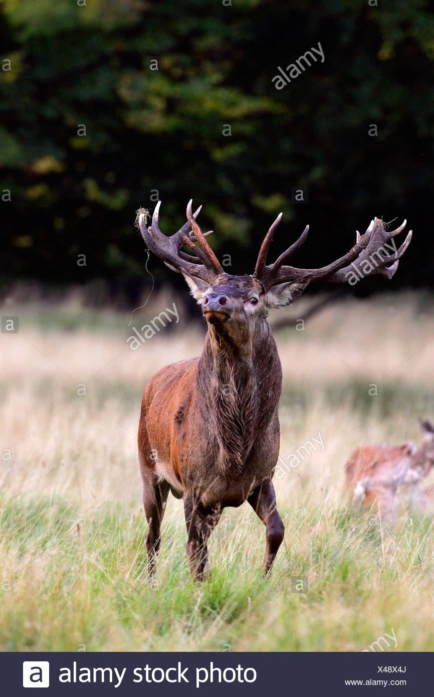 Red stag during the rut - red deer in heat - male (Cervus elaphus) Stock Photo