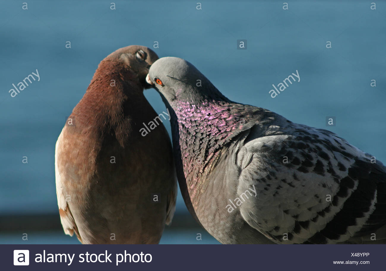 cuddly pigeon