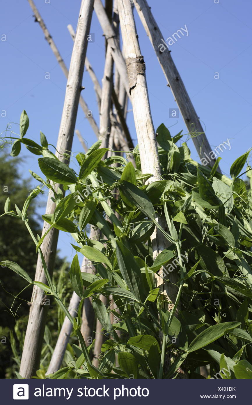 Bean Stalk Stock Photos & Bean Stalk Stock Images Alamy