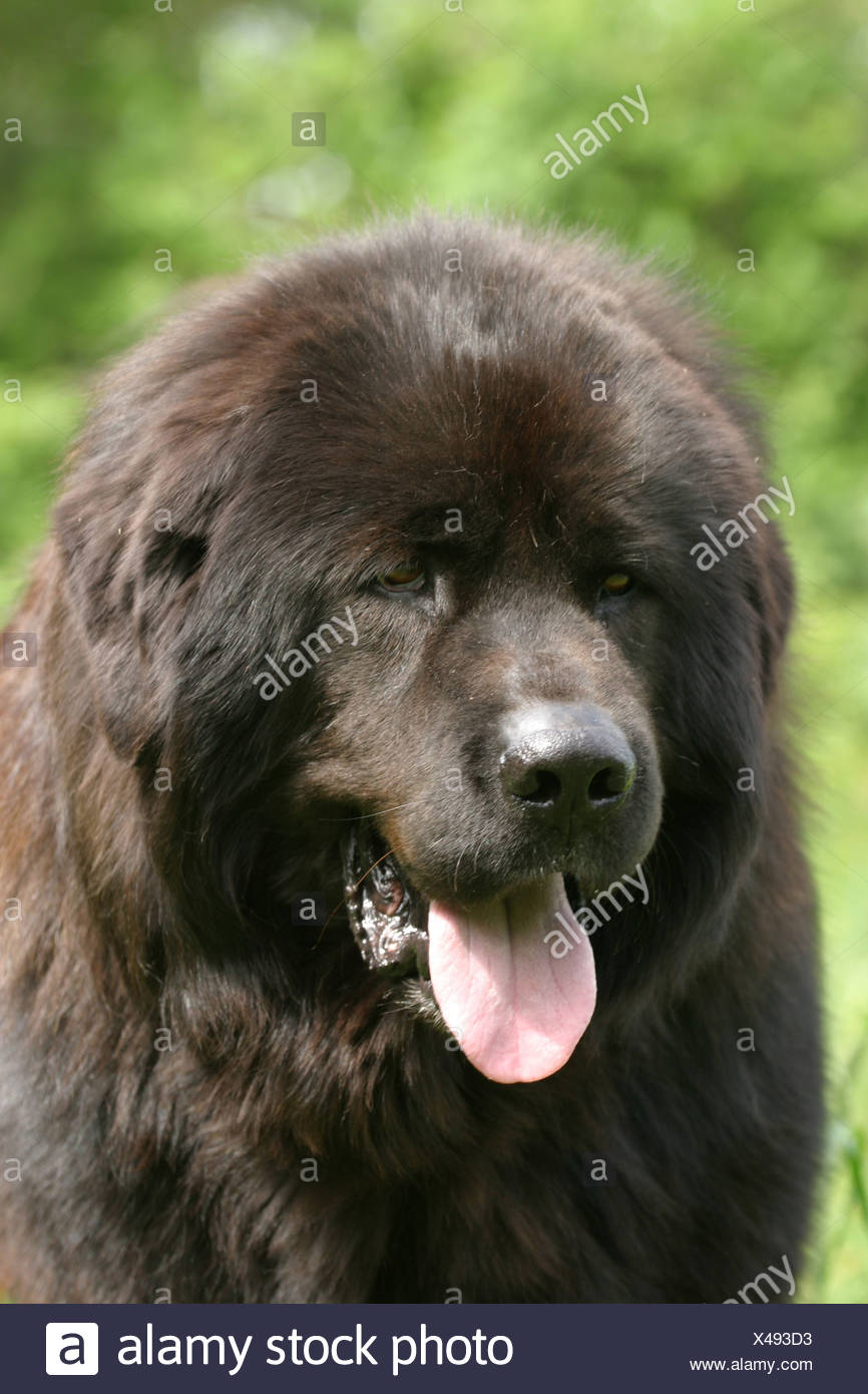 do khyi tibetan mastiff