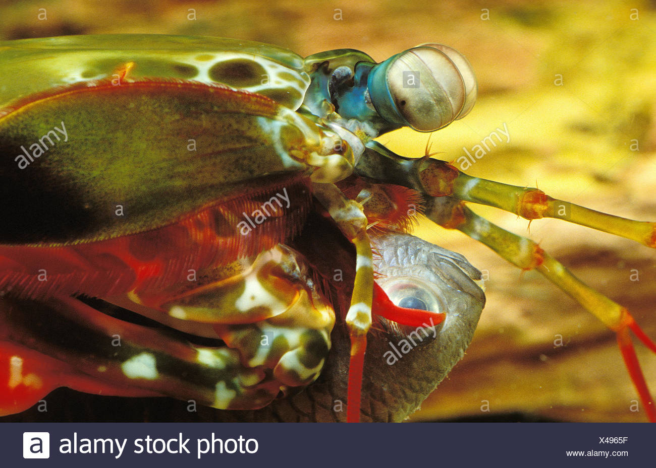mantis shrimp stock photos