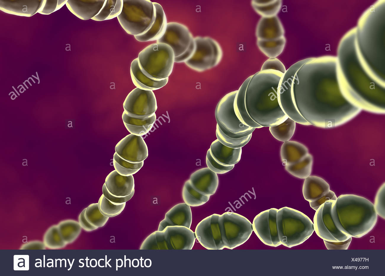 Streptococcus Mutans Bacteria High Resolution Stock Photography and
