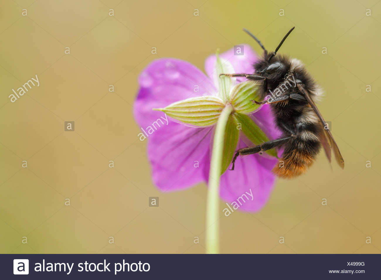 Shrill Carder Bee Bombus Sylvarum Stock Photo Alamy