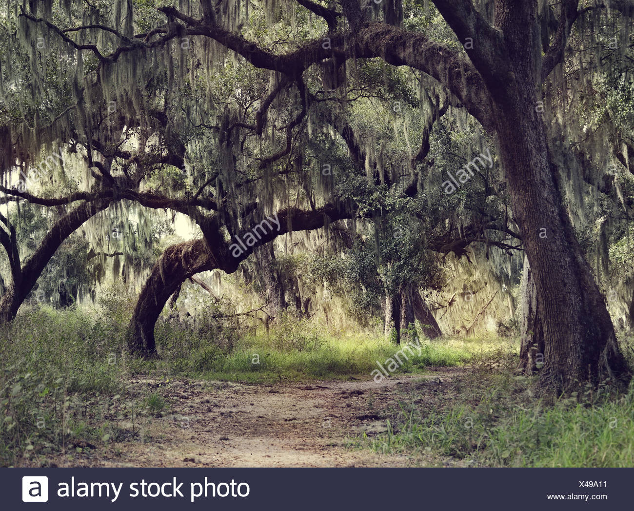 Oak Trees Spanish Moss High Resolution Stock Photography And Images Alamy