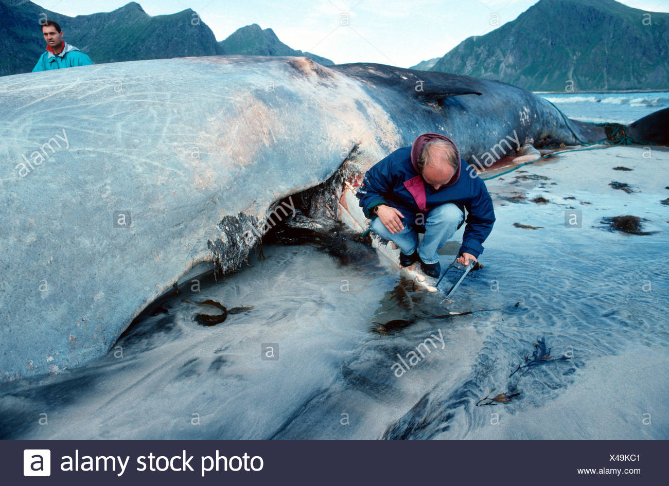 Sperm Whale Great Sperm Whale Spermaceti Whale Trumpet Whale Cachalot Physeter Macrocephalus Dead Run Aground Single An Stock Photo Alamy