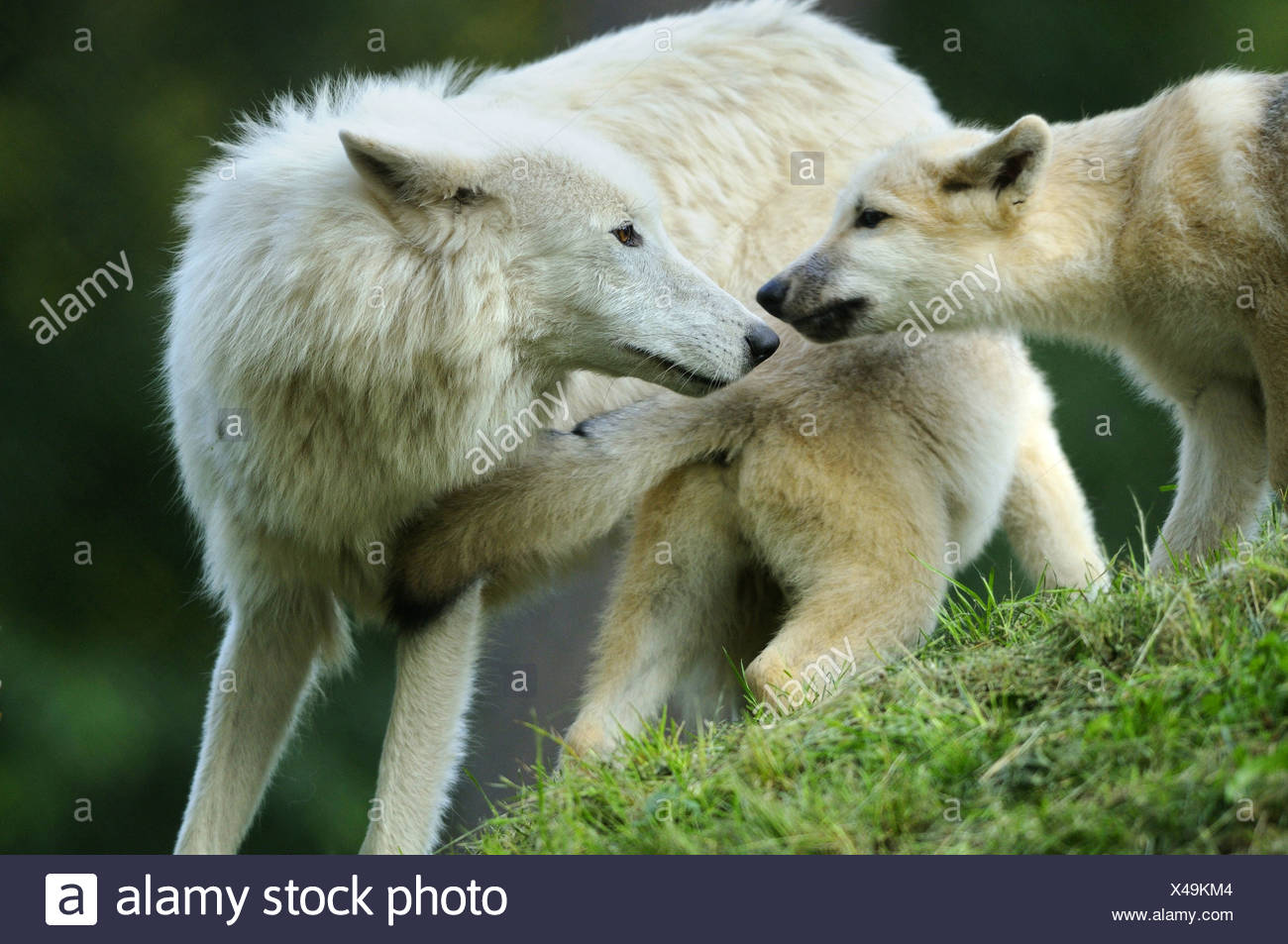 Wolf Sniffing High Resolution Stock Photography and Images - Alamy