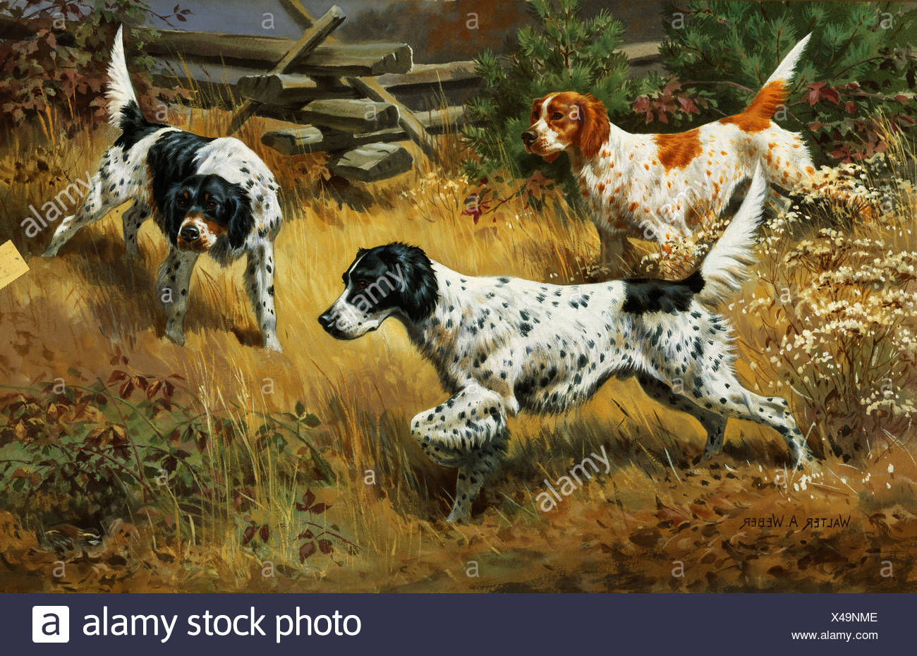 english setter pointing