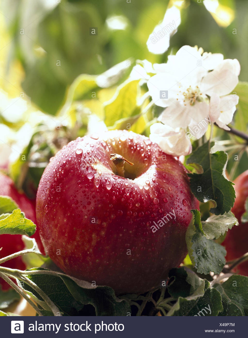 Apple Malus Domestica Apple Blossoms Leaves Wet Apple Fruit Fruits Malus Pomes Apple Sort Red Nutrition Apple Malus Domestica Apple Blossoms Leaves Wet Apple Fruit Fruits Malus Pomes Apple Sort Red Nutrition