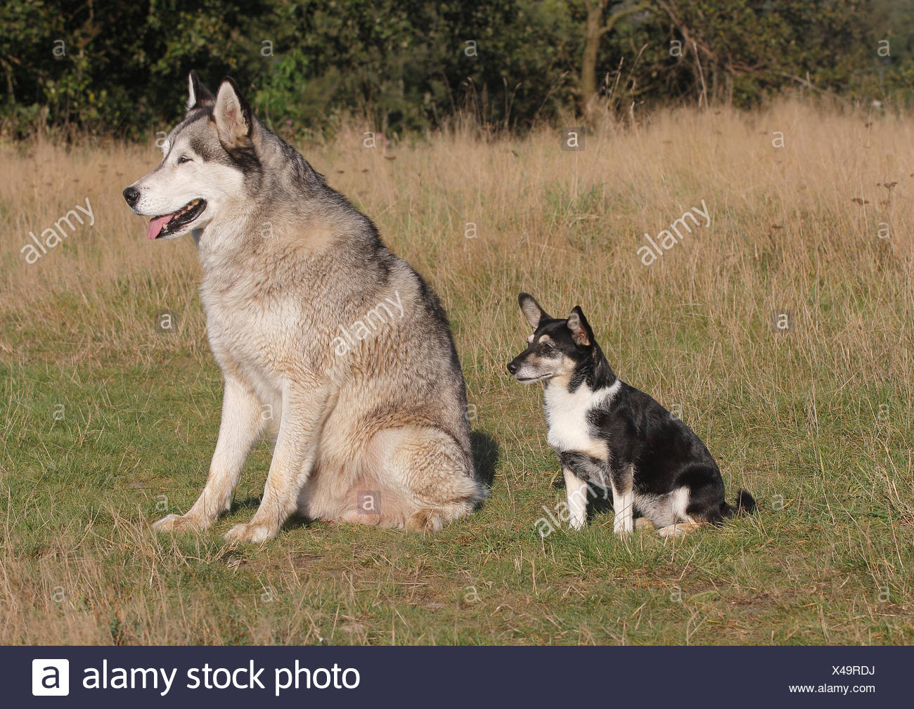 jack russell mix husky