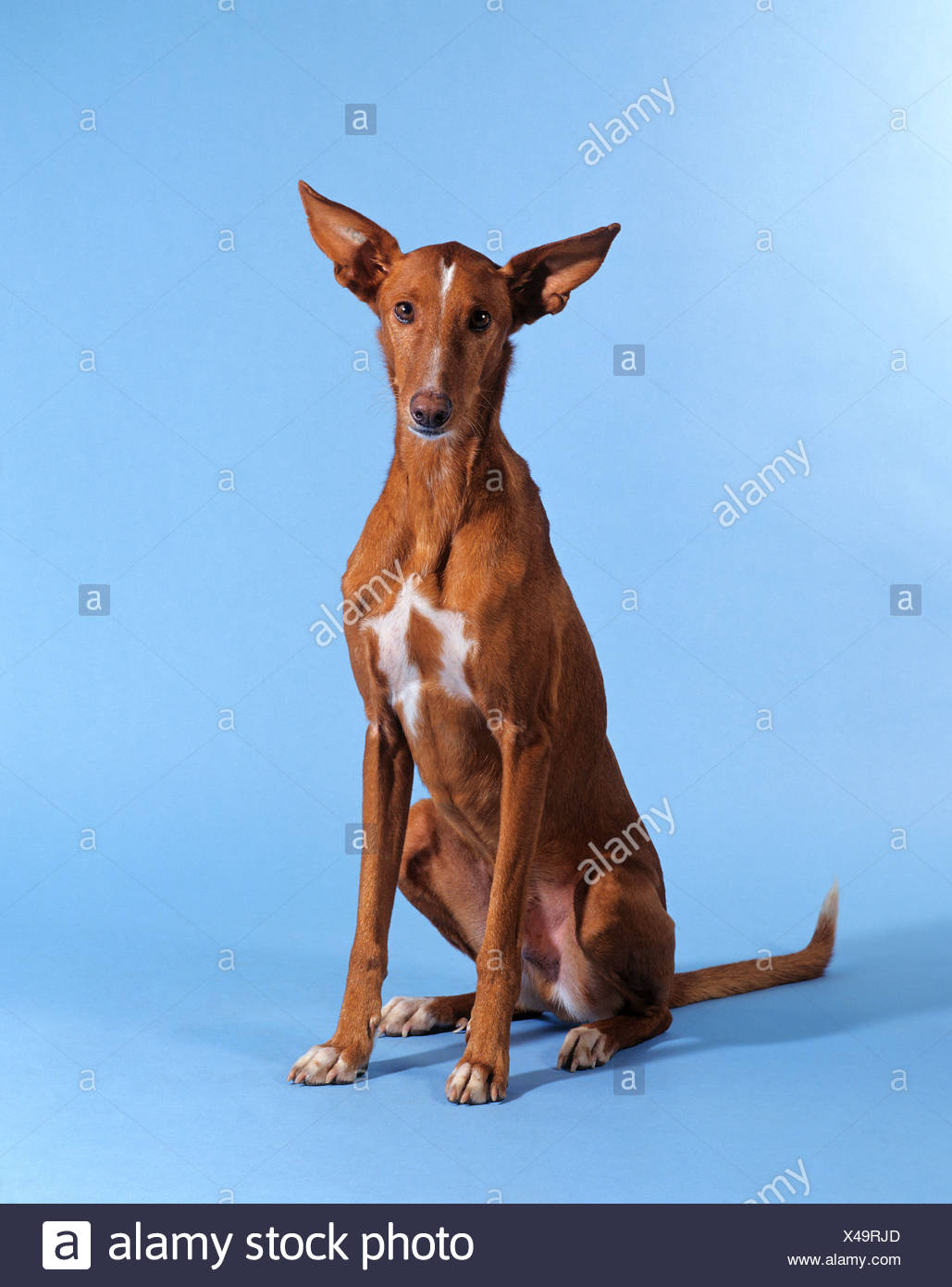 Podenco High Resolution Stock Photography And Images Alamy