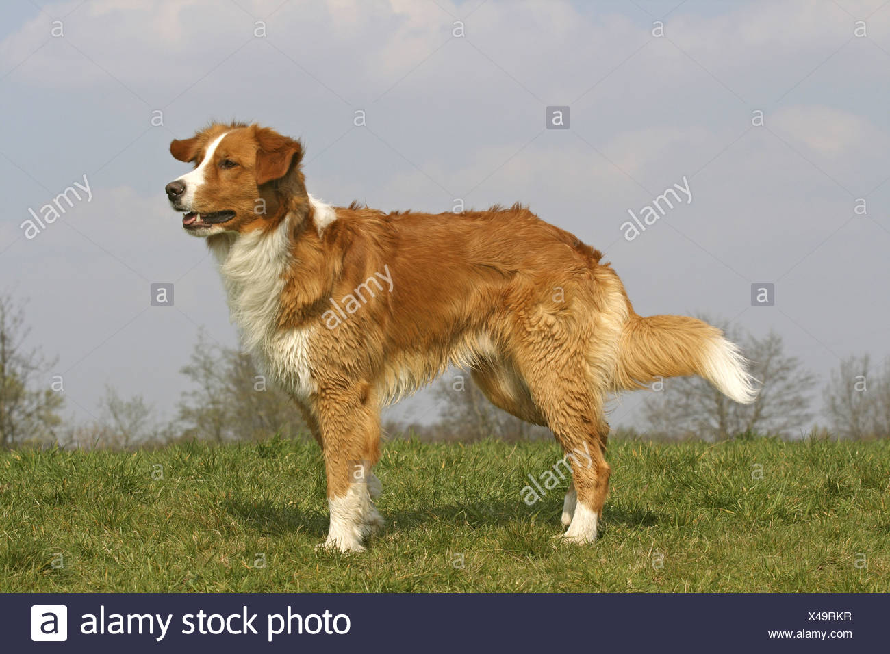 leonberger retriever mix