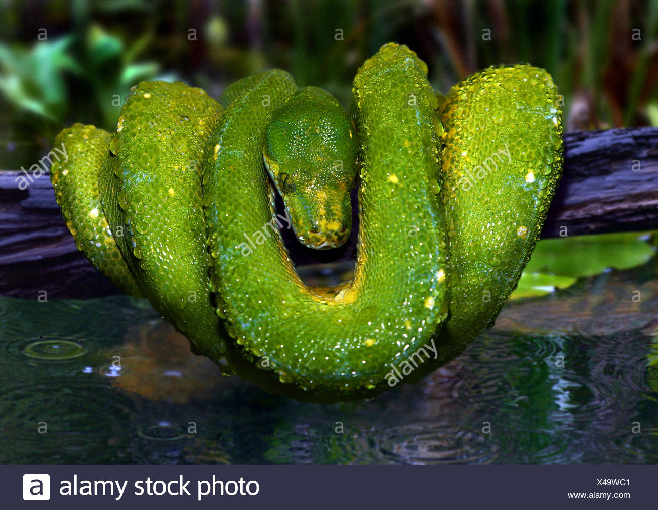 Water Boa High Resolution Stock Photography and Images Alamy