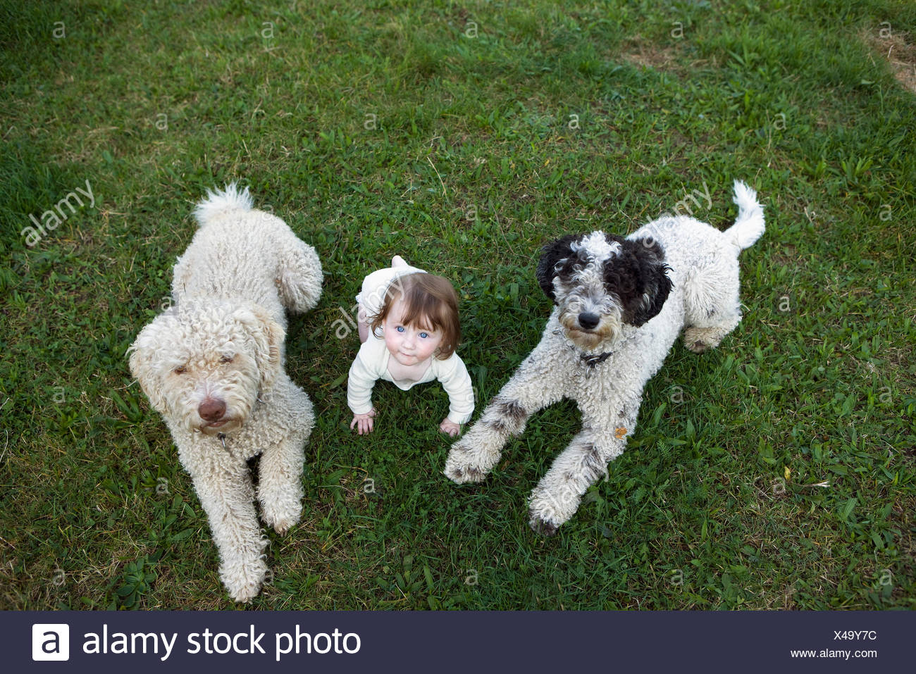 baby portuguese water dog