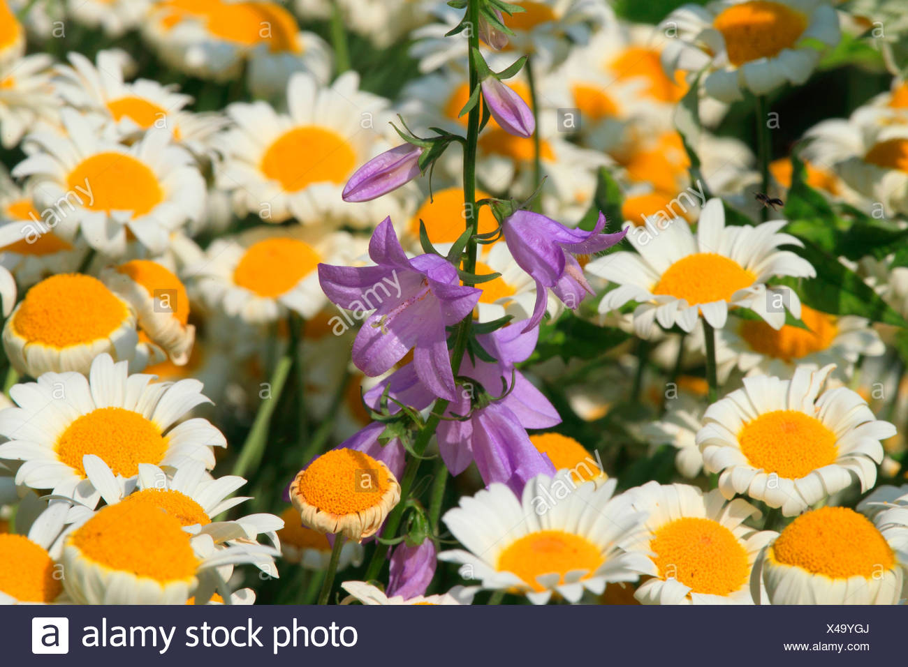 Ox-eye Daisy, Moon Daisy (Chrysanthemum leucanthemum, Leucanthemum vulgare) and Bellflower (Campanula sp.). flowering. Germany Stock Photo