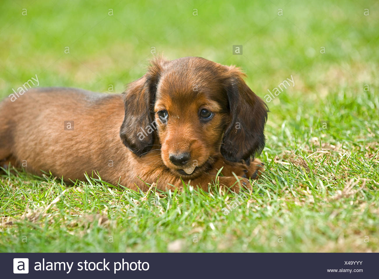 Long Haired Miniature Dachshund Dog Puppy Lying On Meadow Stock