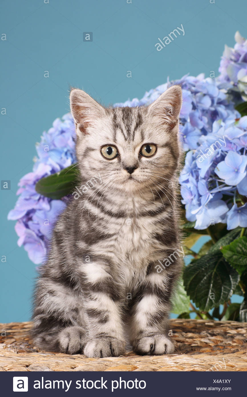 Exotic Shorthair Cat Kitten In Front Of Flowers Stock Photo