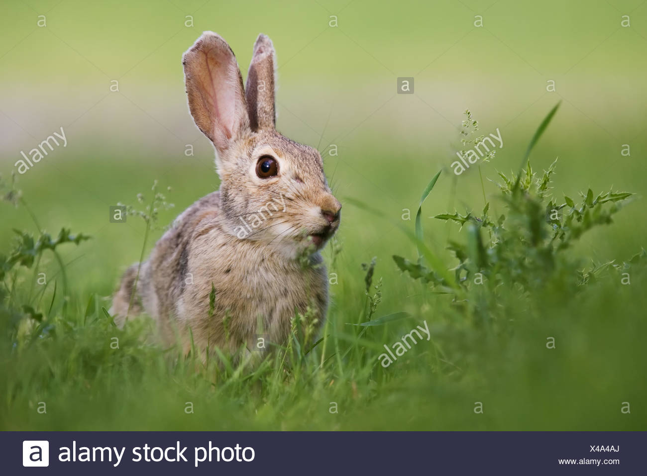 Jumping Rabbit High Resolution Stock Photography and Images Alamy