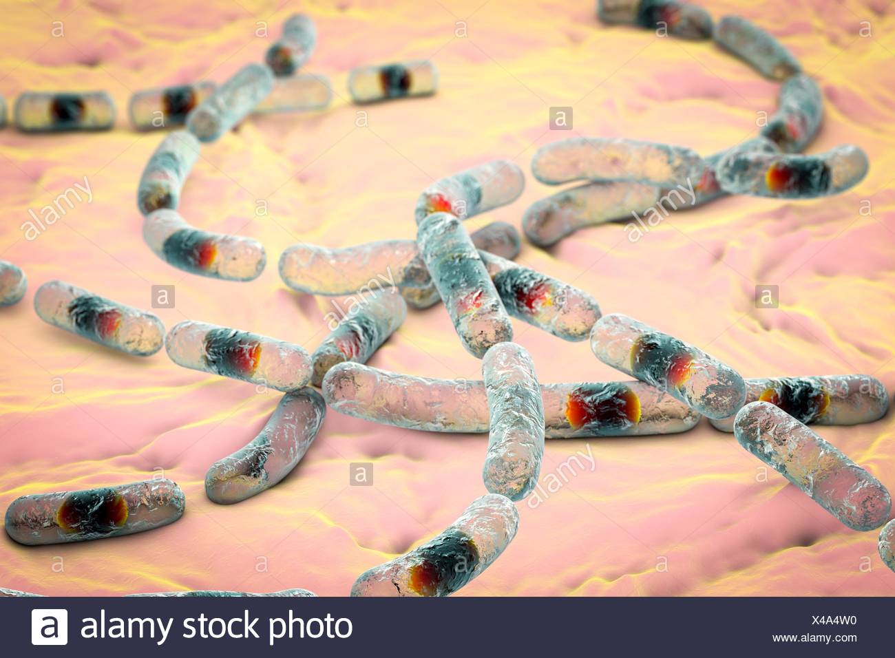 Bacteria Bacillus Spores High Resolution Stock Photography and Images
