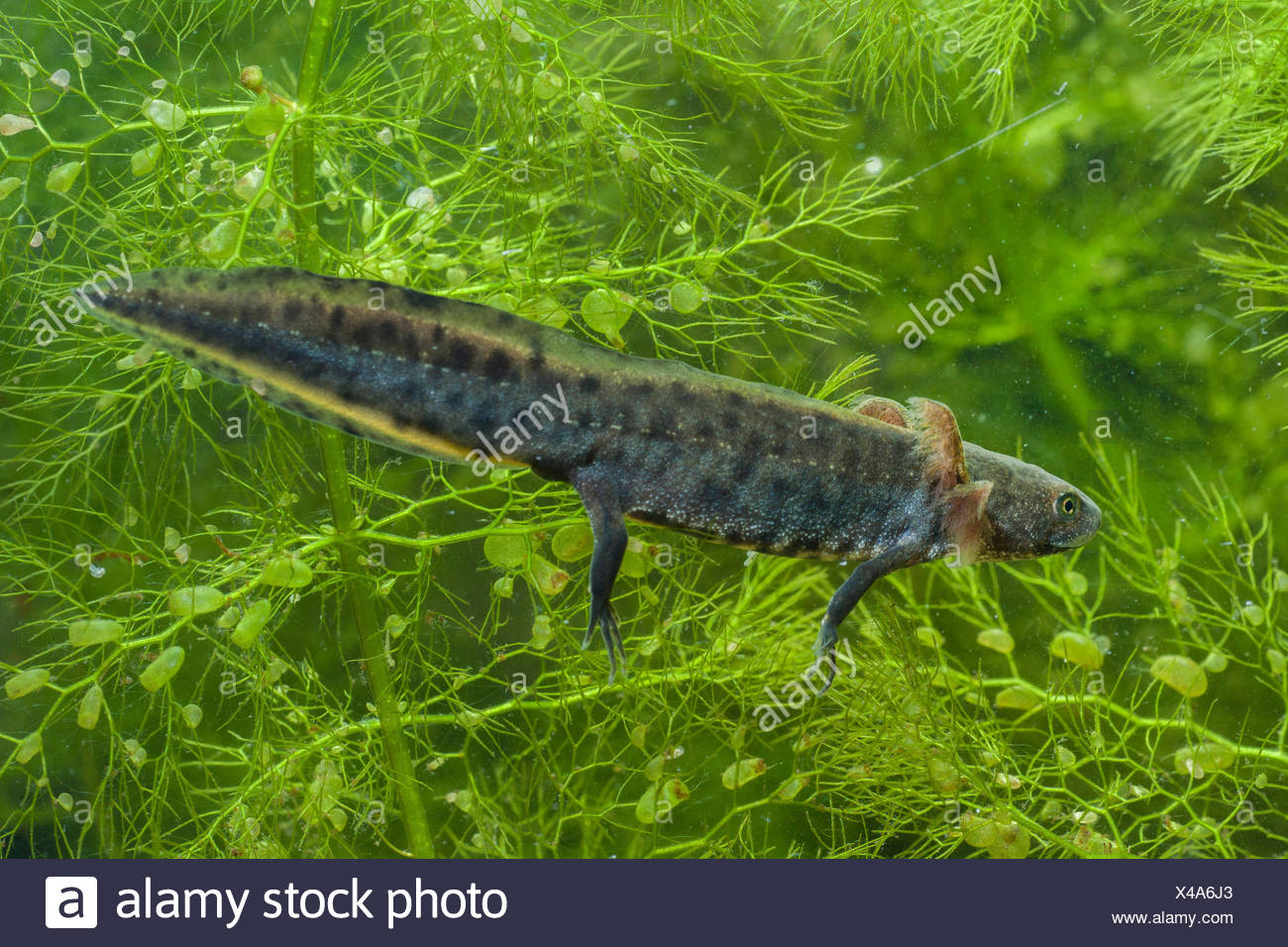Larve Molch High Resolution Stock Photography And Images Alamy