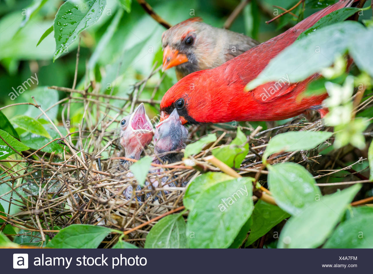 Красные птенцы. Красный Кардинал птенец. Птенец кардинала. Виргинский Кардинал птенец. Красный Кардинал гнездо.