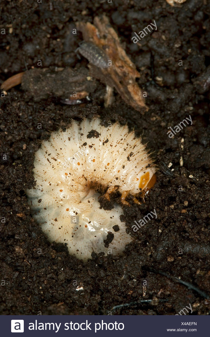 larvae under rottenwood larvae under rottenwood