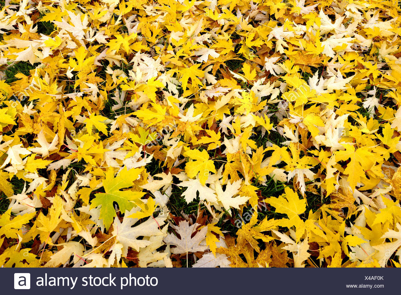 Birds Eye Maple Acer High Resolution Stock Photography and Images Alamy