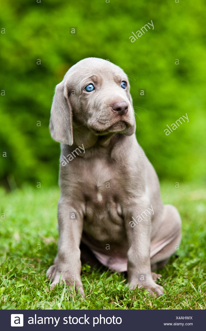 weimaraner howling