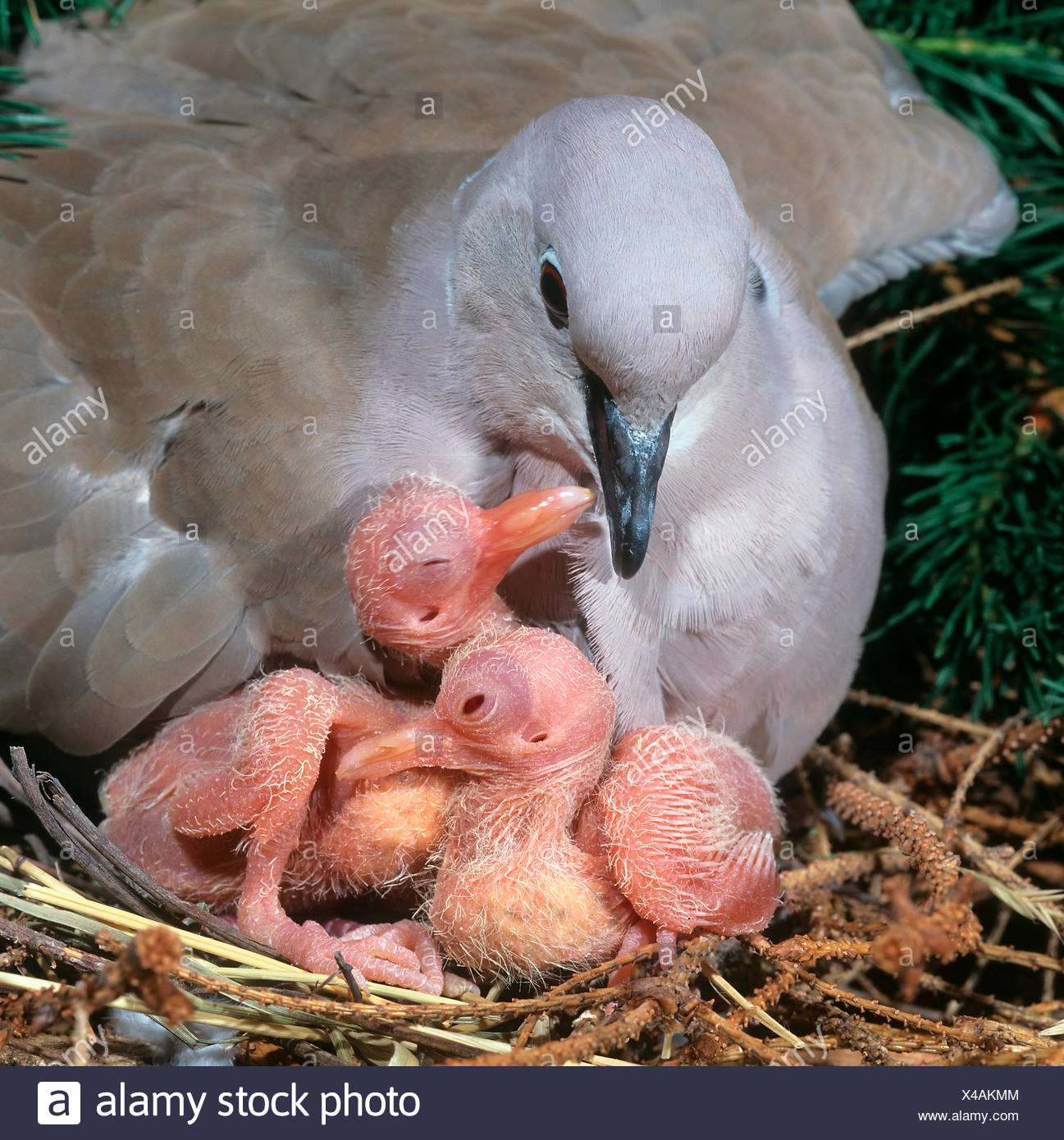 Collared Dove Nest Stock Photos & Collared Dove Nest Stock Images Alamy
