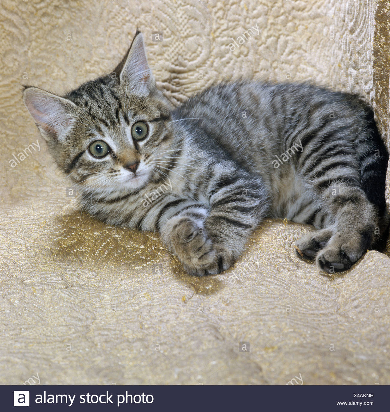 female tabby kitten