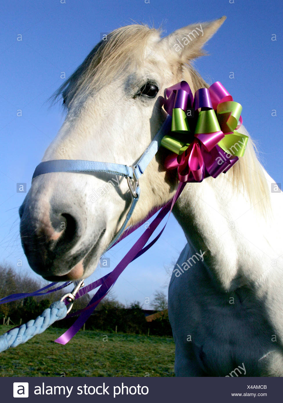 Look A Gift Horse In The Mouth High Resolution Stock Photography and