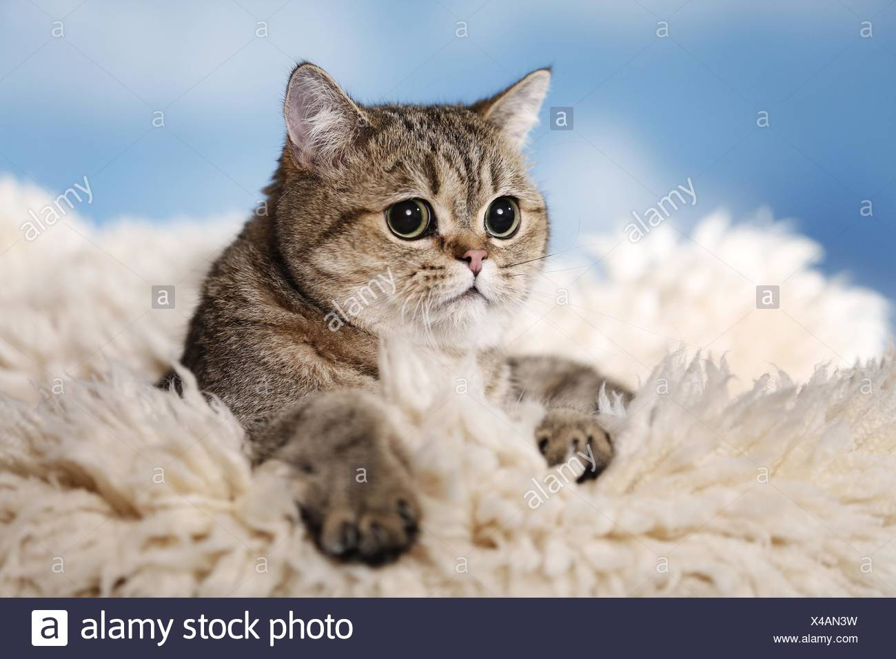 Exotic Shorthair Stock Photo 278060605 Alamy