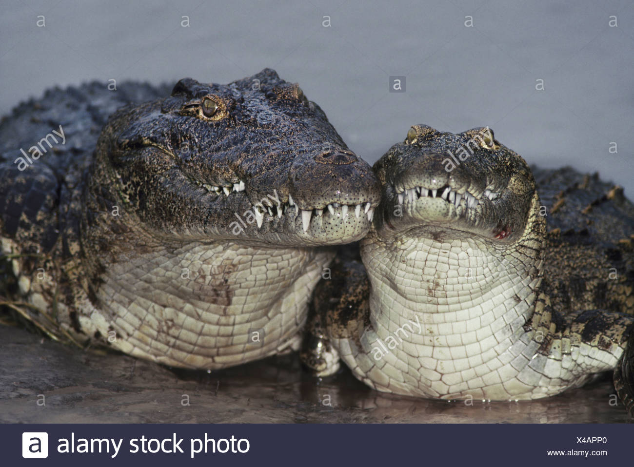 Nile crocodiles Crocodylus niloticus Botswana Chobe National Park Botswana Stock Photo