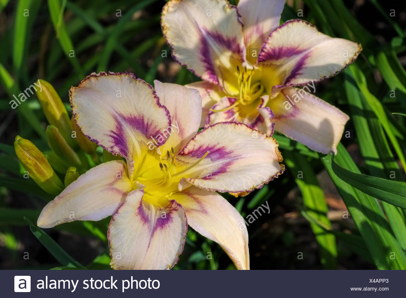 Hemerocallis /"destined to see/" taglilie