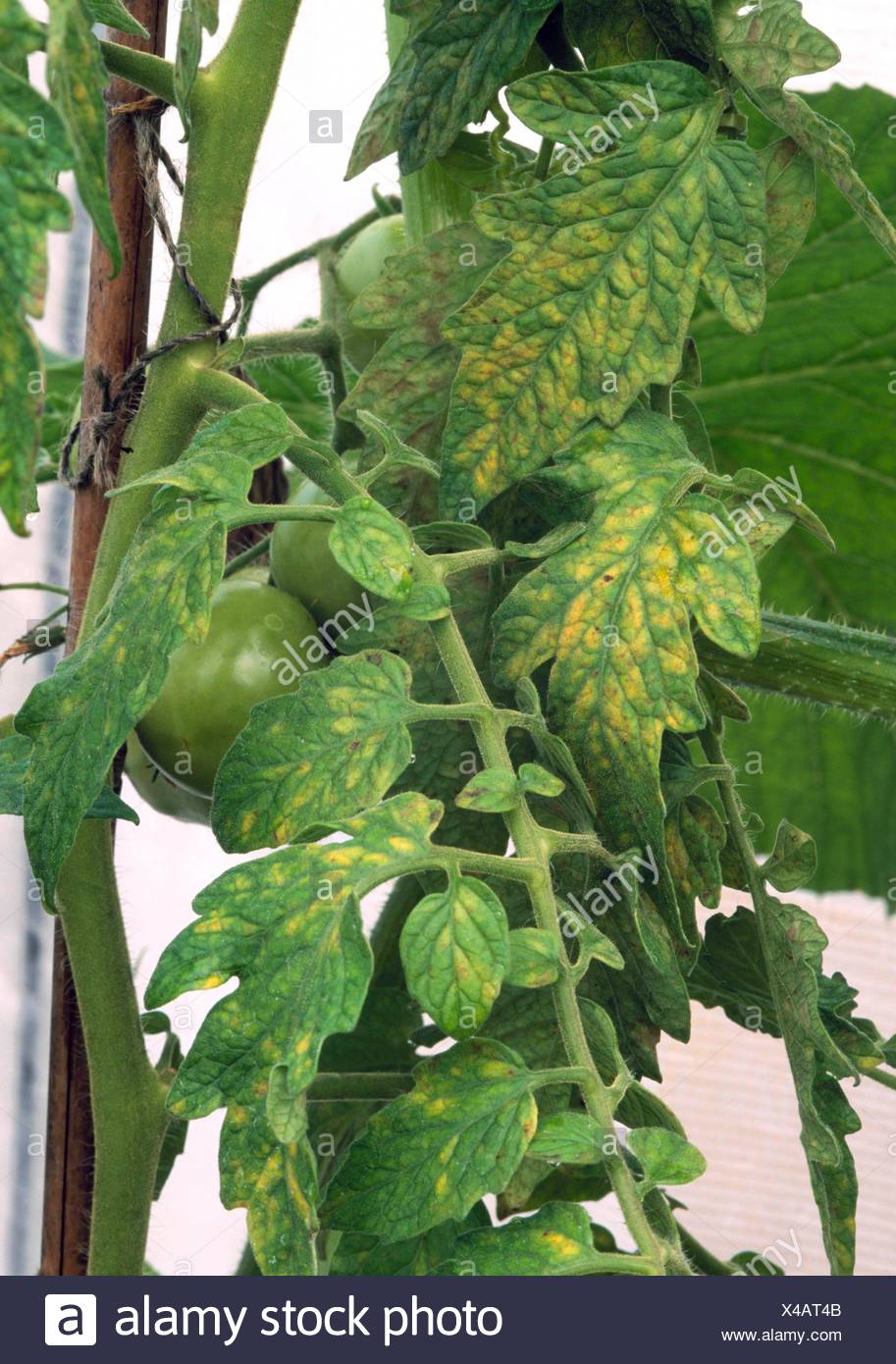 Mineral Deficiency Tomato with magnesium deficiency DIS078333