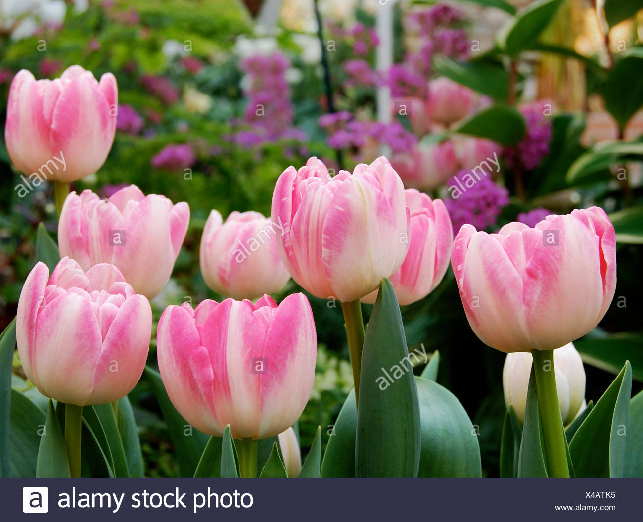Pink Tulips In Botanical Garden Ann Arbor Mi Stock Photo