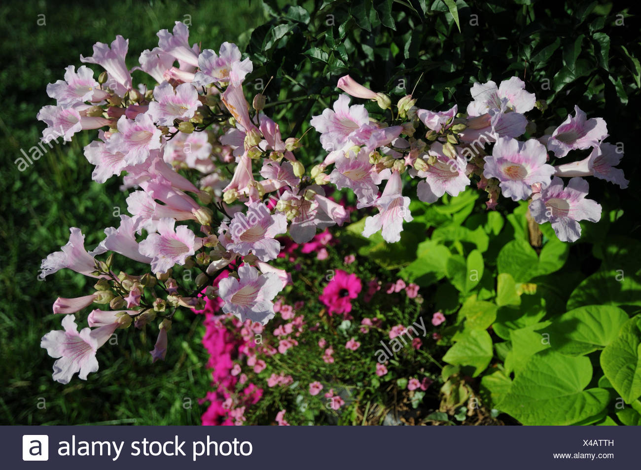 Bower vine Stock Photo