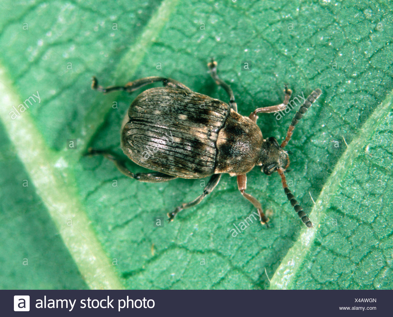 Bean Seed Beetle High Resolution Stock Photography and Images Alamy
